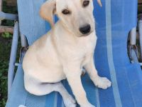 Franzi sucht ihr Für-immer-Zuhause