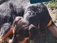 SUGAR sucht ihr Für-immer-Zuhause!