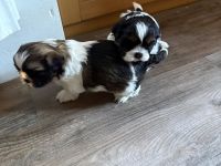 Shi Tzu Welpen