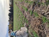 Aktive Junghündin sucht ein Zuhause fürs Leben