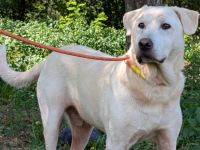 Blonder Schatz Snickers