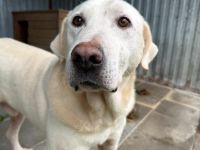 Blonder Schatz Snickers