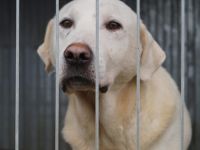 Blonder Schatz Snickers