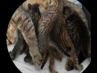 5 Wunderschöne aktive BKH Kitten suchen ein neues Zuhause!!!!