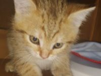 3 Wunderschöne aktive BKH Kitten suchen ein neues Zuhause!!!!