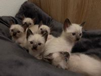 Siamkätzchen zu verkaufen