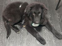 Lassie sucht ihre Menschen...