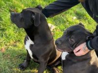 Kräftige, gesunde XL Bullys – aus sauberer und familiärer Zucht