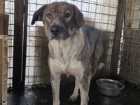 Stolze Erscheinung Maggy sucht ländliches Zuhause