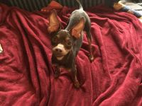 Deckrüde Zwergpinscher in schoko-tan