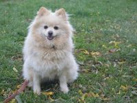 DALENE, Zwergspitz (kastriert) SGB 625,00 €