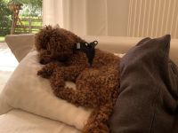 Zwerg & Toy pudel Welpen