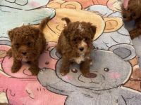 Maltipoo Welpen
