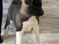 Amerikanische Akita Welpen (reinrassig)
