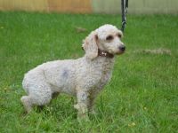 DONIA, Kleinpudel (kastriert) SGB 625,00 €