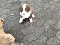 Mischlingswelpen Bernersennen -entlebucher - Golden Redriver -Labrador