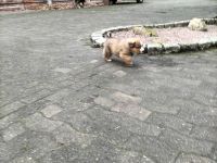 Mischlingswelpen Bernersennen -entlebucher - Golden Redriver -Labrador