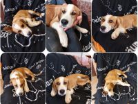 Humphrey immer gut gelaunt