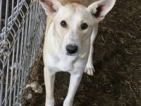 Pandora, eine verschmuste Maus, möchte ein weiches Körbchen beziehen