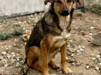 Albina, schüchterne Maus, sucht ihre Menschen, die ihr Halt geben