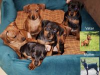 5 Zwergpinscher Welpen in gute Hände abzugeben