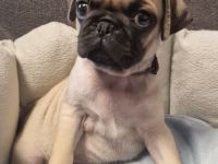 Reinr. mops x retromops welpen m.Ahnentafel dürfen umziehen