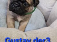 Reinr. Retromops/mopswelpen m.Ahnentafel