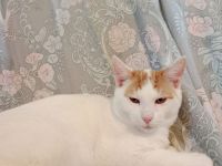 Liebes, ruhiges Kätzchen Sucht seine Familie