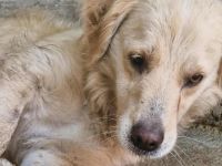 Ein Blick, der berührt - Hündin Bionda sucht Familienanschluss