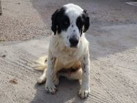 Sanfter Riese Otis sucht ein Zuhause