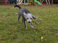 Kleine Racker suchen ein Zuhause