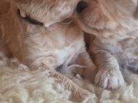 Goldendoodle F1