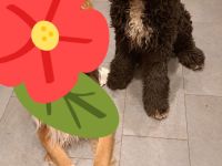 Lieber Junghund sucht neues zu Hause