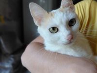 Fröhliche Gwin: Charmeur auf vier Pfoten sucht Kuschelpartner und Spielgefährten