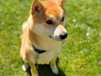 Fiete in 94518 Spiegelau sucht sein Für-immer-Zuhause