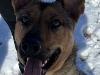 Thor sucht ein Zuhause!