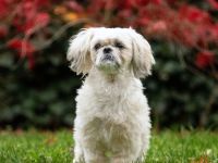 Sammy in 35043 Marburg sucht sein Für-immer-Zuhause