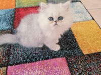 süßer Perserkater......