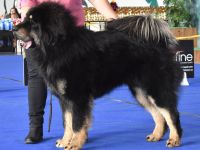 Tibetdogge-Welpen mit FCI-Ahnentafeln - Wurf 2025/26