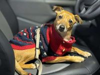 Bailey in 14656 Berlin sucht sein Für-immer-Zuhause