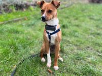 Pacco auf Pflegestelle in 27568 Bremerhaven sucht sein Für-immer-Zuhause