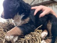 Appenzeller Sennenhund Welpen