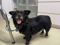 Zuhause gesucht für Misa