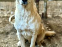 Nuno, ein freundlicher, etwas zurückhaltender Bursche, sucht seine Familie