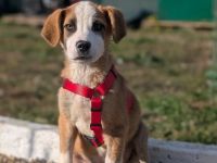 Rico – ein tapferer kleiner Kämpfer sucht sein Zuhause fürs Leben.