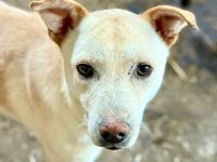 Ailo, offen und neugierig möchte adoptiert werden