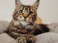 Maine Coon in liebevolle Hände abzugeben