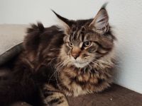Maine Coon in liebevolle Hände abzugeben