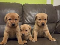 Reinrassige Labrador Welpen Foxred aus Hobbyzucht