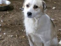 Taylor, aufgeschlossen, sucht ein gutes Zuhause